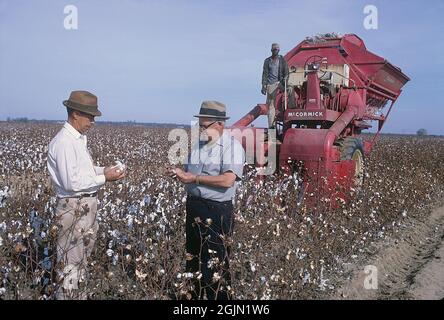 USA Georgia 1967. Ein Landwirt inspiziert ein Baumwollfeld, um zu sehen, ob es zur Ernte bereit ist. Im Hintergrund wurde sie von der Maschine geerntet. Kodachrome Dia Original. Georgia Credit Roland Palm Ref. 6-4-5 Stockfoto