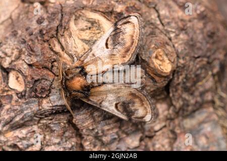 Pebble prominent Moth, Notodonta ziczac, mit außergewöhnlicher Tarnung gegen den Bark of A Tree, Großbritannien Stockfoto