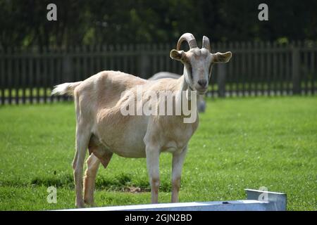 Eine weiße Ziege auf einer britischen Farm Stockfoto