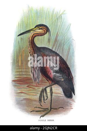 Der Purpurreiher, Ardea purpurea, ist eine weit reichende Art wattierender Vögel aus der Familie der Reiher, Ardeidae. Stockfoto