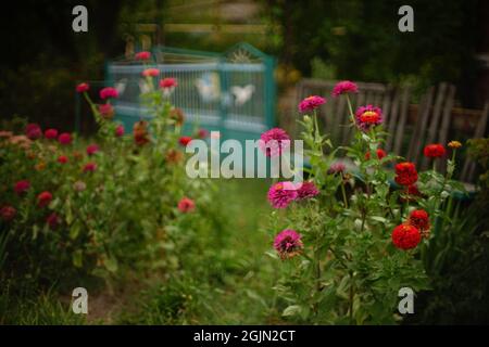 Herbstgarten mit rosa und roten Blumen Sträucher Chrysanthemum Blumen Stockfoto