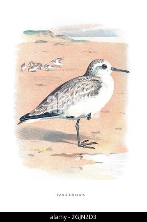 Der sanderling, Calidris alba, ist ein kleiner watender Vogel. Stockfoto