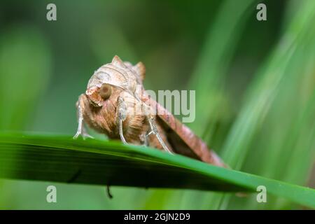 Kopf einer Angle Shades Moth, Phlogophora meticulosa, ruht auf Einem grünen Blatt, Großbritannien Stockfoto