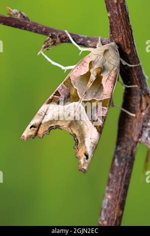 An Angle Shades Moth, Phlogophora meticulosa, ruht auf Einem Zweig, Zweig, Großbritannien Stockfoto