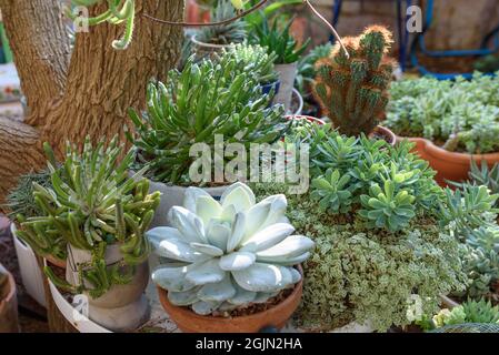 Sukkulenten echeveria, Sedum, senecio und Kaktus cereus in Blumentöpfen im sonnigen Garten. Stockfoto