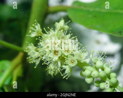 Terminalia Catappa Blume oder indische Mandelblüte im Frühling Stockfoto