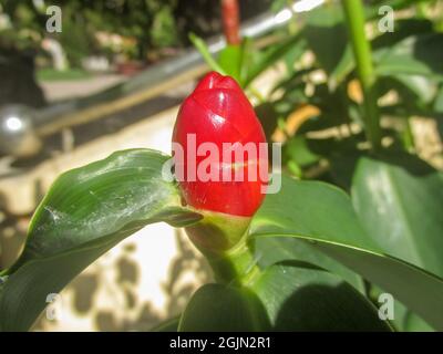 Rotes Shampoo Ingwerblume oder Zingiber zerumbet mit Sonnenlicht Stockfoto