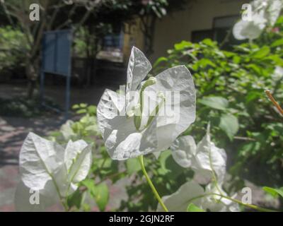 Nahaufnahme von weißen Konfetti im Garten Stockfoto
