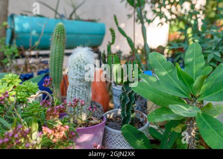 Verschiedene Arten von Kaktus und Sukkulenten. Alter Kaktus, Kuhhirsch und Cereus im sonnigen Garten. Pflanzen im Freien in Töpfen. Stockfoto