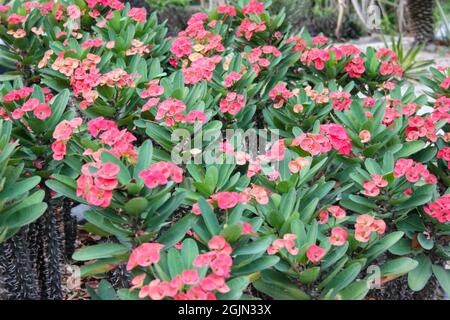 Rote Blume der Muhorbia Milii blüht im Garten Stockfoto