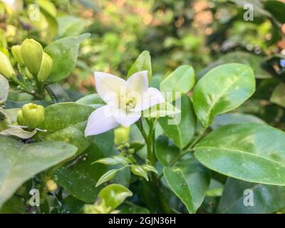 Nahaufnahme einer murraya paniculata, die gemeinhin als orangefarbener Jasmin bezeichnet wird Stockfoto