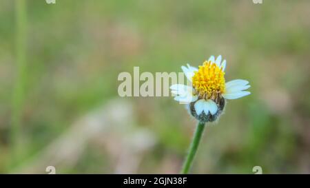 Die Symphyotrichum pilosum-Blüte, auch bekannt als der weiße, flauschige Oldfield-Aster oder Froststern, ist eine blühende Pflanze aus der Familie der Asteraceae Stockfoto