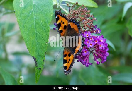 Kleiner Tortoiseshell Schmetterling auf Buddleia Blume Stockfoto