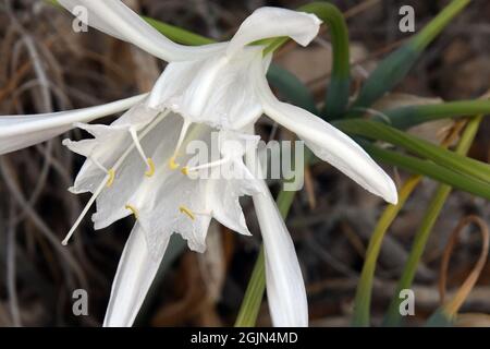 Pancratium maritimum, Meerdaffodilblüte. Stockfoto