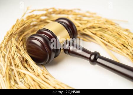 Beurteilen Sie den Hammer mit gutem Getreidreis von der landwirtschaftlichen Farm. Gesetz und Gericht Konzept. Stockfoto