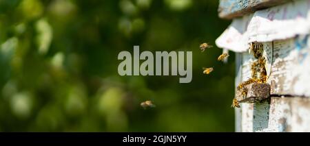 Bienen fliegen um den Bienenstock herum. Honigbienen schwärmen und fliegen um ihren Bienenstock herum. Bienenzuchtkonzept. Selektiver Fokus Stockfoto
