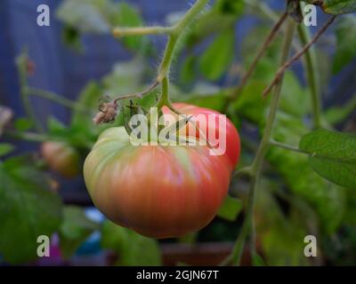 Eine große traditionelle Rindersteak-Tomate, die in einem halbreifen Zustand dargestellt wird Stockfoto