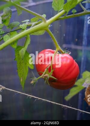 Eine große traditionelle Rindersteak-Tomate, die in einem halbreifen Zustand dargestellt wird Stockfoto