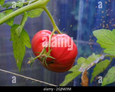 Eine große traditionelle Rindersteak-Tomate, die in einem halbreifen Zustand dargestellt wird Stockfoto