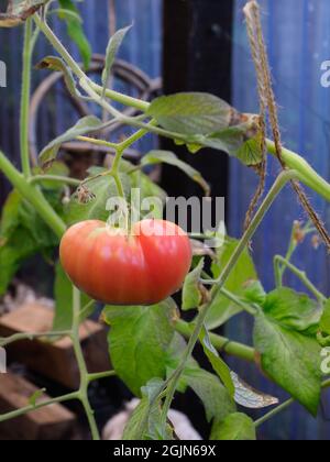 Eine große traditionelle Rindersteak-Tomate, die in einem halbreifen Zustand dargestellt wird Stockfoto