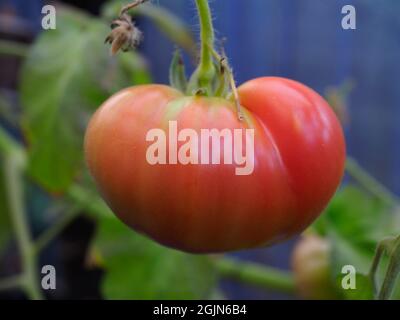 Eine große traditionelle Rindersteak-Tomate, die in einem halbreifen Zustand dargestellt wird Stockfoto