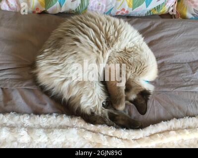 Ragdoll Birman Crossbreed, eine Katze in Paris Stockfoto