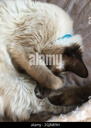 Ragdoll Birman Crossbreed, eine Katze in Paris Stockfoto