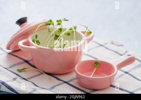 Frisch Garten produzieren biologisch angebaut, Symbol der Gesundheit und Vitamine. Microgreens bereit für das Kochen. Copyspace für Text Stockfoto