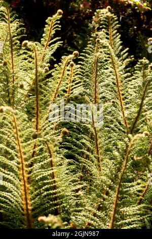 Polystichum setiferum Plumosum Densum Soft Shield Fern kommt im Sonnenlicht vor Stockfoto