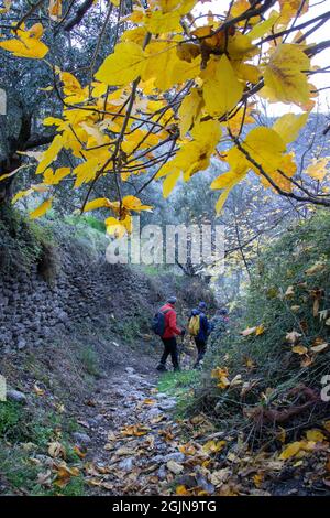 Wandergruppe geht im Herbst einen Pfad mit gelben Baumblättern an der Spitze und am Boden durch die Taha de Pitres in der Alpujarra Stockfoto