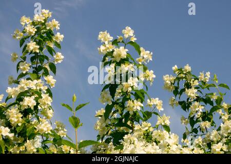 Mock orange Philadelphus coronarius weißen Blüten Himmel blühenden Sträuchern Stockfoto