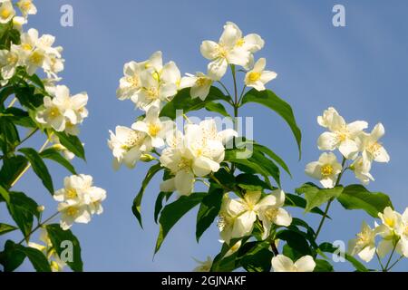 Philadelphus Mock orange Blumen Himmel Stockfoto