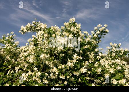 Blühender Strauch im Frühsommergarten Philadelphus coronarius Sweet Mock Orange Stockfoto