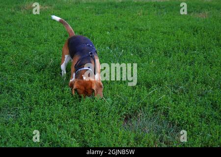 Beagle Hund schnüffelt mit der Nase im Gras draußen auf der Wiese im Park Stockfoto