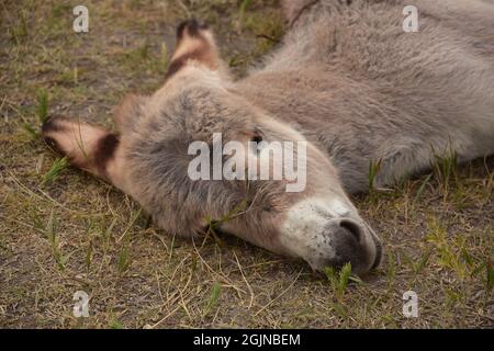 Sehr süß schlafender Baby Burro mit dem Kopf auf dem Boden. Stockfoto