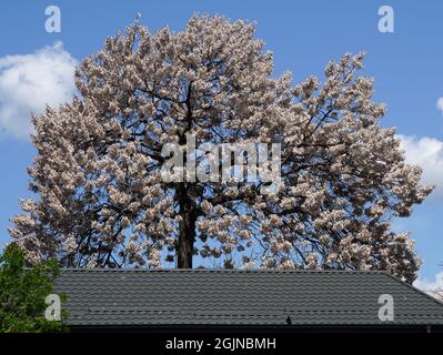 Jacaranda blühender Baum über dem Hausdach am frühlingsblauen Himmel. Blick in Bukarest im Frühling schöner sonniger Tag. Stockfoto