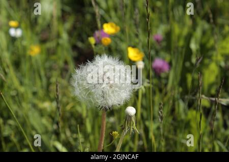 Mount Bachtel Impressionen Stockfoto