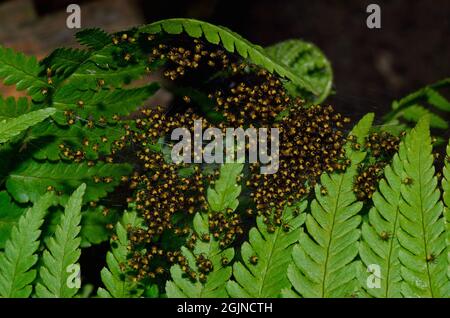 Gartenkreuzspinne, Europäische Gartenspinne, Araneus diadematus, Spinne des Jahres 2010, Jungtier-Nest, Anhäufung von Baby-Spinnen, Spinnen Stockfoto