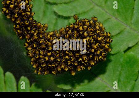 Gartenkreuzspinne, Europäische Gartenspinne, Araneus diadematus, Spinne des Jahres 2010, Jungtier-Nest, Anhäufung von Baby-Spinnen, Spinnen Stockfoto