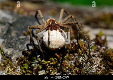 Listspinne, Raubspinne, Baumschule Netzspinne, Pisaura mirabilis, Spinne des Jahres 2002, mit Ei-Kokon, mit Ei-Kokon Stockfoto