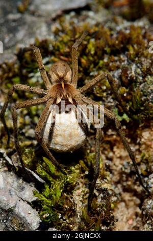 Listspinne, Raubspinne, Baumschule Netzspinne, Pisaura mirabilis, Spinne des Jahres 2002, mit Ei-Kokon, mit Ei-Kokon Stockfoto