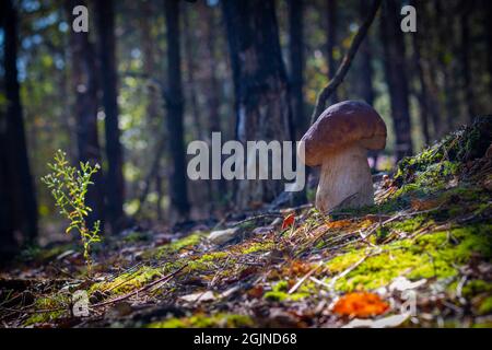 Ein Pilz wächst im Nadelwald. Königliche Steingerichte in der Natur. Boletus wächst in wildem Wald Stockfoto