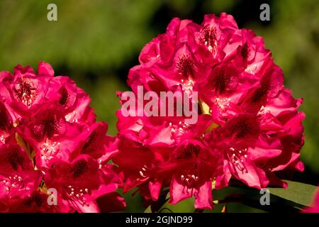 Roter Rhododendron „Lady Clairmont“ Blume, Blüte, Pflanze, Blüte, Blüte aus nächster Nähe Stockfoto