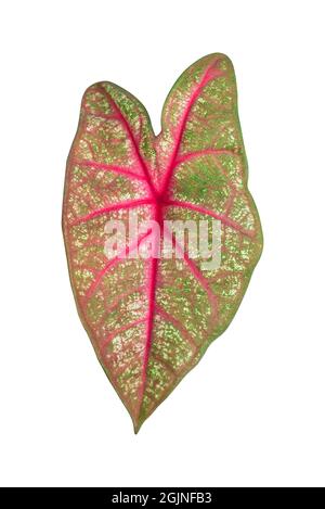 Caladium bicolor mit rosa Blatt und grünen Adern (Florida Schatz), Rosa Caladium Laub auf weißem Hintergrund, mit Freistellungspfad Stockfoto