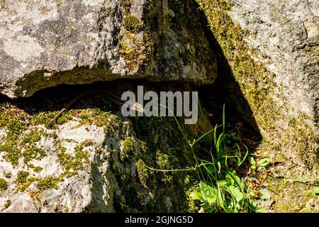 Eine Eidechse aus rumänien zwischen Steinen Stockfoto