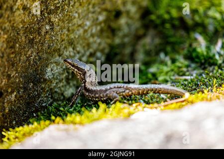 Eine Eidechse aus rumänien zwischen Steinen Stockfoto