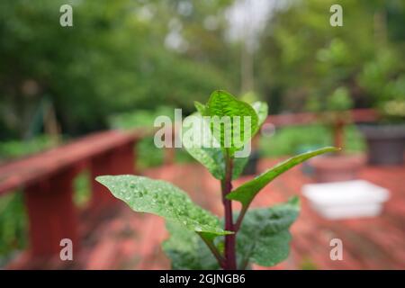 Roter Malabar-Spinat. Auch bekannt als Pui shak in Bangla. Stockfoto