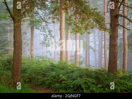 Diffuses Licht hebt Textur und Details im Spätsommerlaub im Chevin Forest Park, Otley, hervor, wobei ein Hauch von Nebel der Szene Tiefe verleiht. Stockfoto