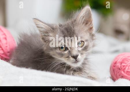Ein kleines graues Kätzchen schaut weg und sitzt in einem Raum mit rosa Garnbällen. Stockfoto