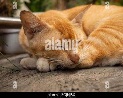 Bild eines orangen Katzengesichts, das auf einem Betonboden liegt Stockfoto